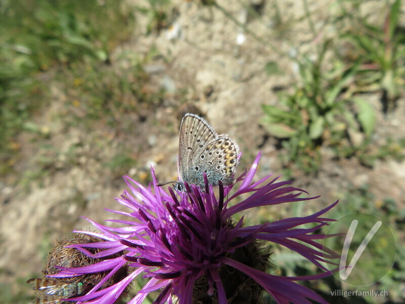 Argus-Bläuling: Übersicht